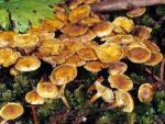 Xeromphalina cauticinalis - fungi species list A Z