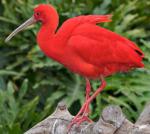 Scarlet Ibis - Bird Species | Frinvelis jishebi | ფრინველის ჯიშები