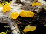 Heterotexus alpinus - Fungi Species