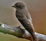 Dark-sided Flycatcher - Bird Species | Frinvelis jishebi | ფრინველის ჯიშები