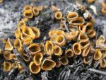 Tricharina gilva - fungi species list A Z
