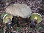 Boletus rubripes - fungi species list A Z