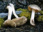 Megacollybia fallax - Fungi Species
