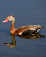 Black-bellied Whistling-Duck - Bird Species | Frinvelis jishebi | ფრინველის ჯიშები