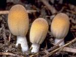 Coprinellus micaceus - fungi species list A Z