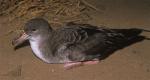 Pink-footed Shearwater - Bird Species | Frinvelis jishebi | ფრინველის ჯიშები