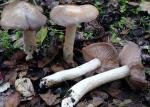 Entoloma lividoalbum - fungi species list A Z