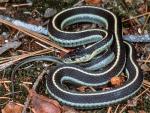 Thamnophis elegans elegans - Mountain Gartersnake - snake species list a - z | gveli | გველი 