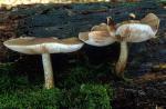 Deer Mushroom: Pluteus cervinus - fungi species list A Z