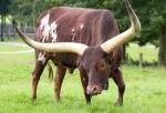Ankole - COW BREEDS | DZROXIS JISHEBI | ძროხის ჯიშები