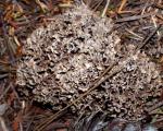Thelephora palmata - Fungi Species