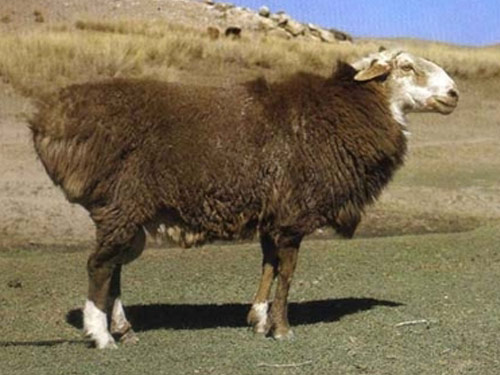 Altay  owca - Rasy owiec