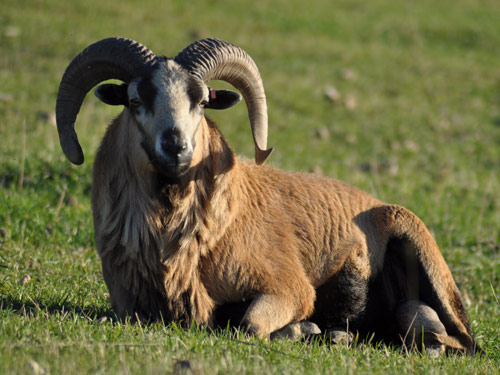 Amerykańska Blackbelly owca - Rasy owiec