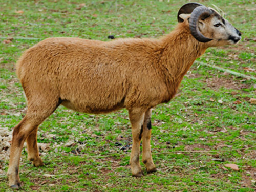 amerikanischen Blackbelly Sheep Pictures