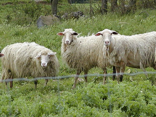 האפנינים  כבש - גזעי כבשים