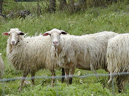 האפנינים  כבש - גזעי כבשים