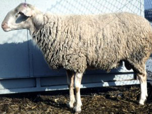 Aragonesa owca - Rasy owiec