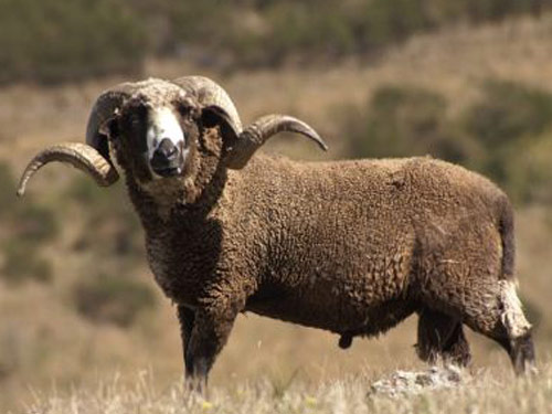 Arapawa Arapawa איילנד  כבש - גזעי כבשים
