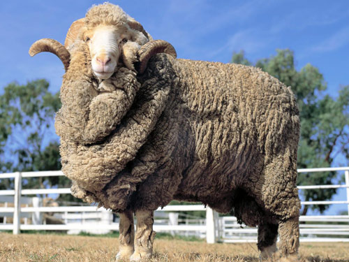 Australian Merino Hausschaf - Rassen Sheep