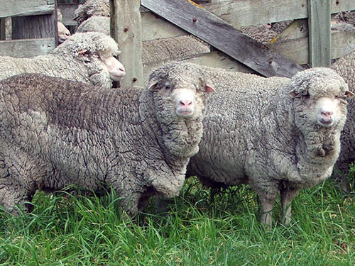 Australian Merino Sheep Pictures