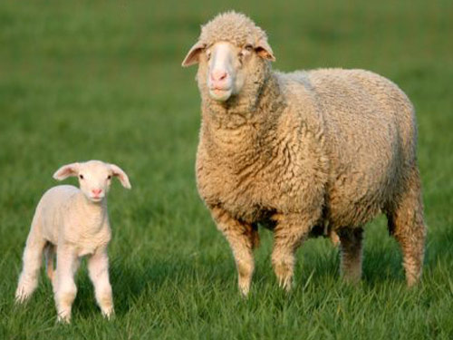 Australian Merino Sheep Pictures