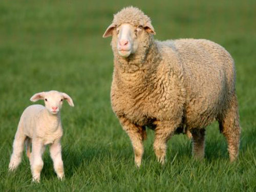 Merino Australiano  Oveja - Razas ovinas