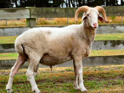 Awassi Sheep Pictures