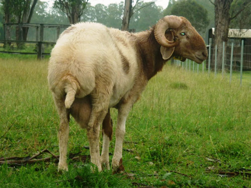 Awassi Sheep Pictures