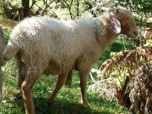 Awassi  כבש - גזעי כבשים