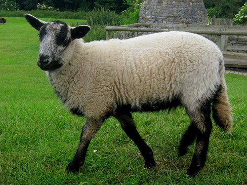 Badger Face Welsh Mountain  sheep