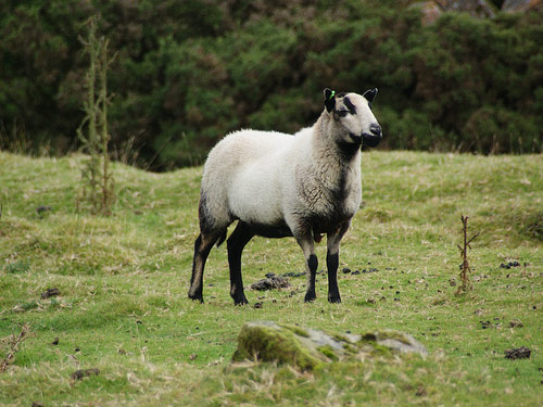 Badger Wajah Welsh Mountain domba Gambar