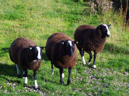 Balwen וולשית הר כבש - גזעי כבשים