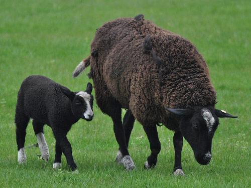 Balwen Welsh Mountain Sheep Pictures