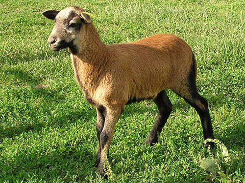Portrait of a Ram Barbados Black Belly Sheep