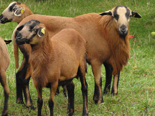 Barbados Blackbelly  owca - Rasy owiec