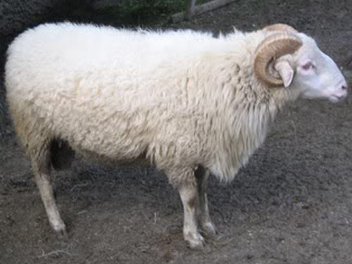 Las Bawarski owca - Rasy owiec