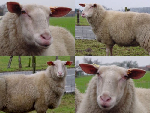 כבשי חלב בלגיה  כבש - גזעי כבשים