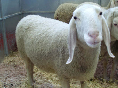 Bergamasca כבש - גזעי כבשים
