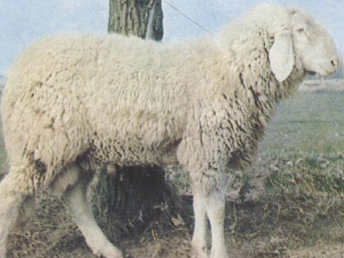 Bergamasca  כבש - גזעי כבשים