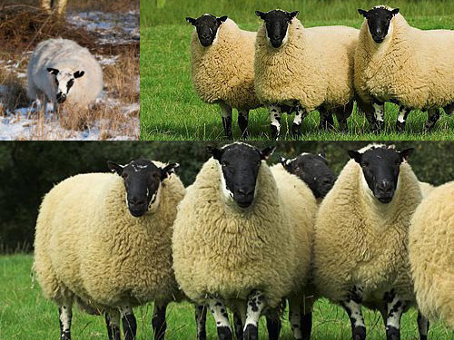 Beulah Speckled-Faced  owca - Rasy owiec