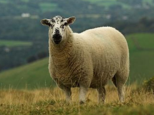 Beulah Speckled-Faced  owca - Rasy owiec