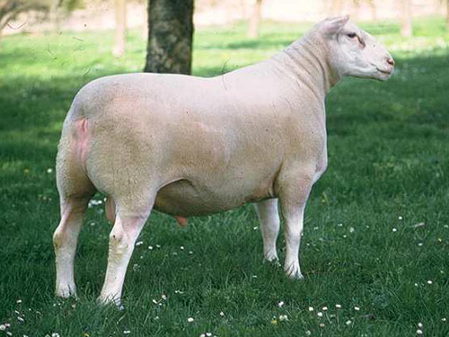 Berrichon du Cher  Hausschaf - Rassen Sheep