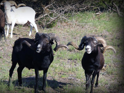 Crna havajski  ovca - Pasmina ovaca