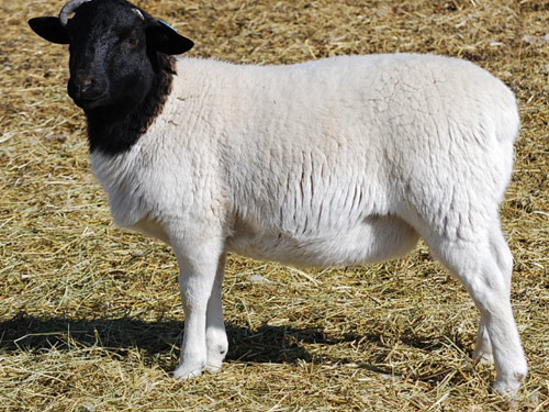 Blackheaded Persian  sheep