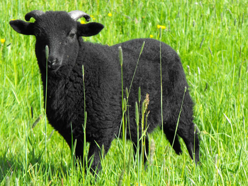 Czarny Welsh Mountain  owca - Rasy owiec