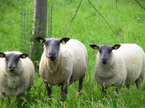 Bleu דו מיין  כבש - גזעי כבשים
