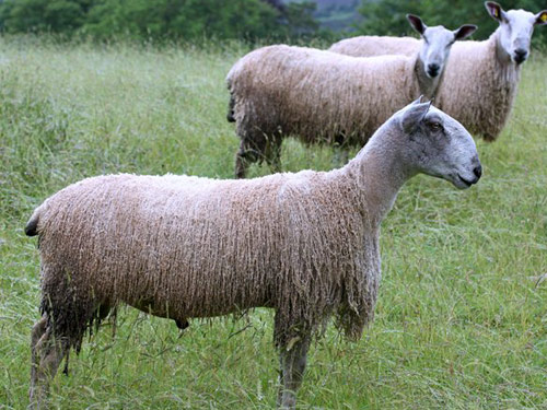 Bluefaced Leicester Domba - Domba Breeds
