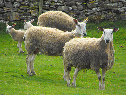 Bluefaced Leicester  sheep