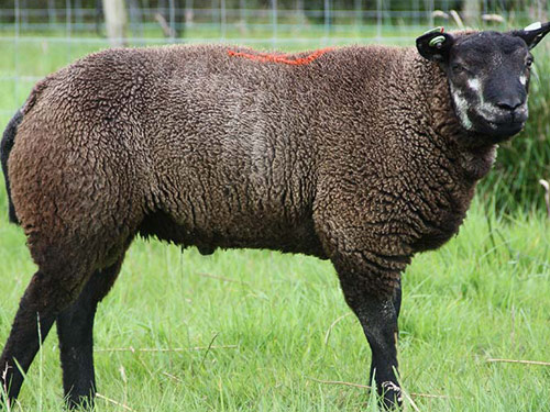 blau Texel Sheep Pictures