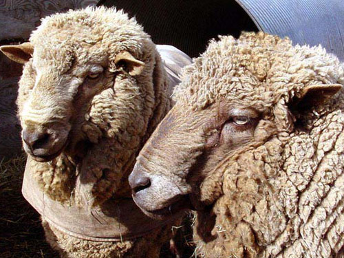 Bindung Sheep Pictures